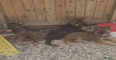 German Shepherd dogs - Advert 2