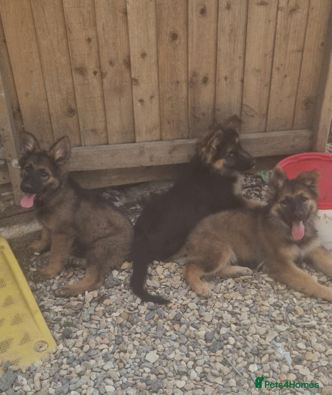 German Shepherd dogs for sale: German shepherd pups  - Image 4