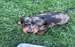 Miniature Dachshund dogs for sale: Pretty silver dapple doxies get urs home - Image 5