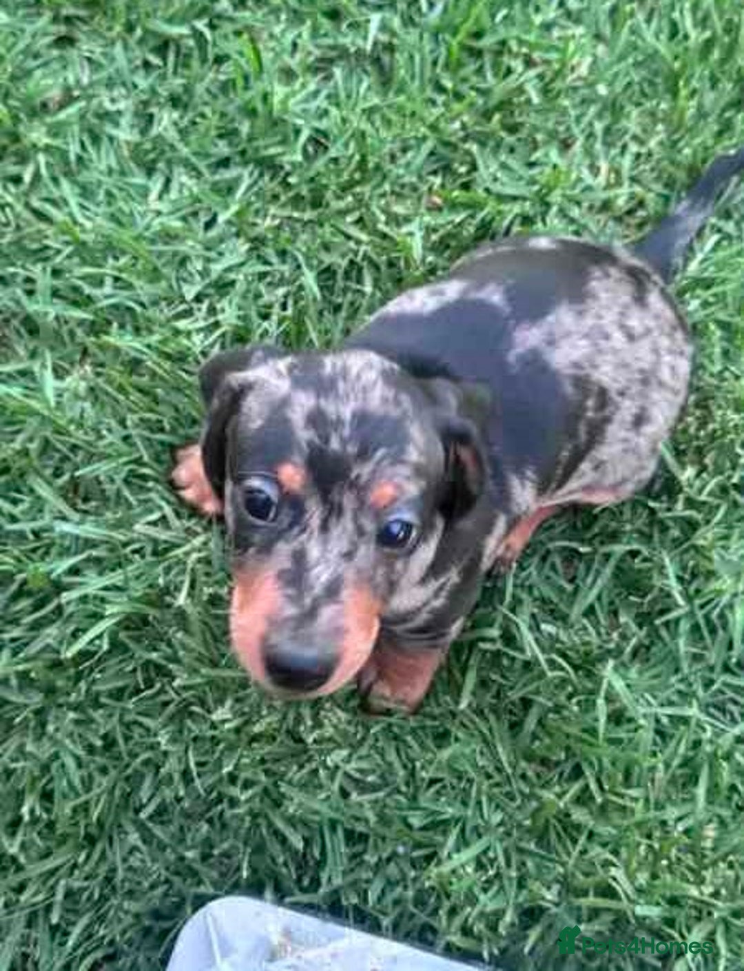 Miniature Dachshund dogs for sale: Pretty silver dapple doxies get urs home - Image 5
