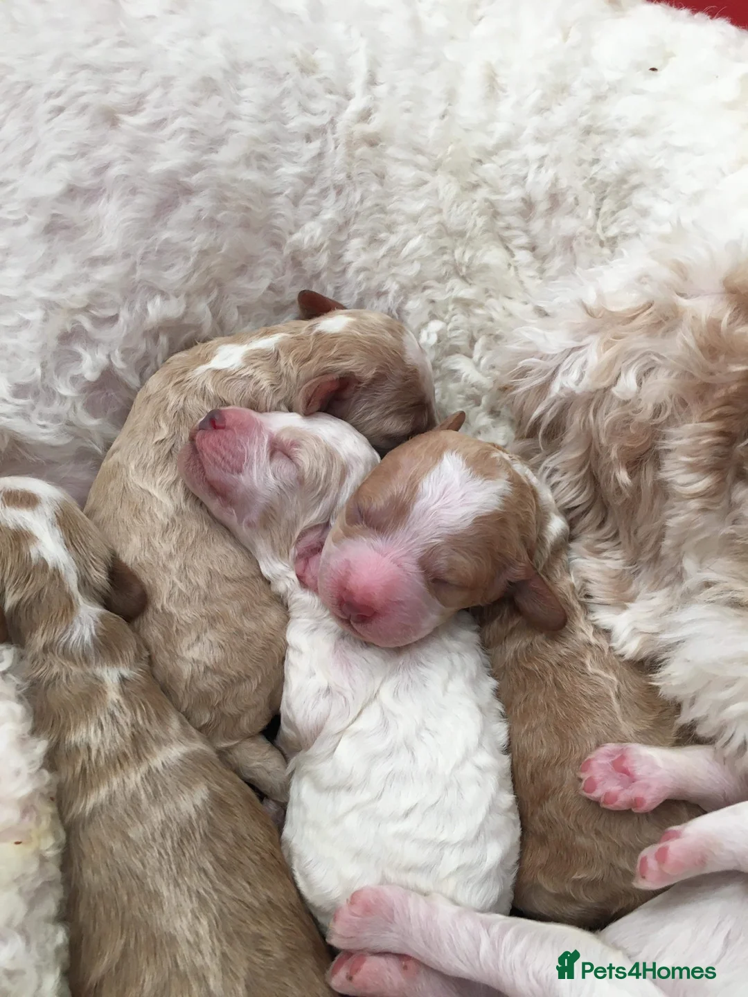 Cockapoo dogs for stud: STUD - F1 Red and white Cockapoo - Health Clear in York - Advert 9