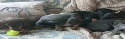 Dachshund dogs for sale: a beautiful litter of smooth haired dachshunds - Advert 8