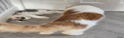 Maine Coon cats for sale: STUNNING MAINE COON KITTENS  - Advert 13