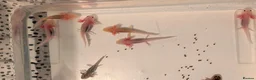 Axolotl reptiles for sale: Mixed Axolotl Babies in Welshpool - Advert 4