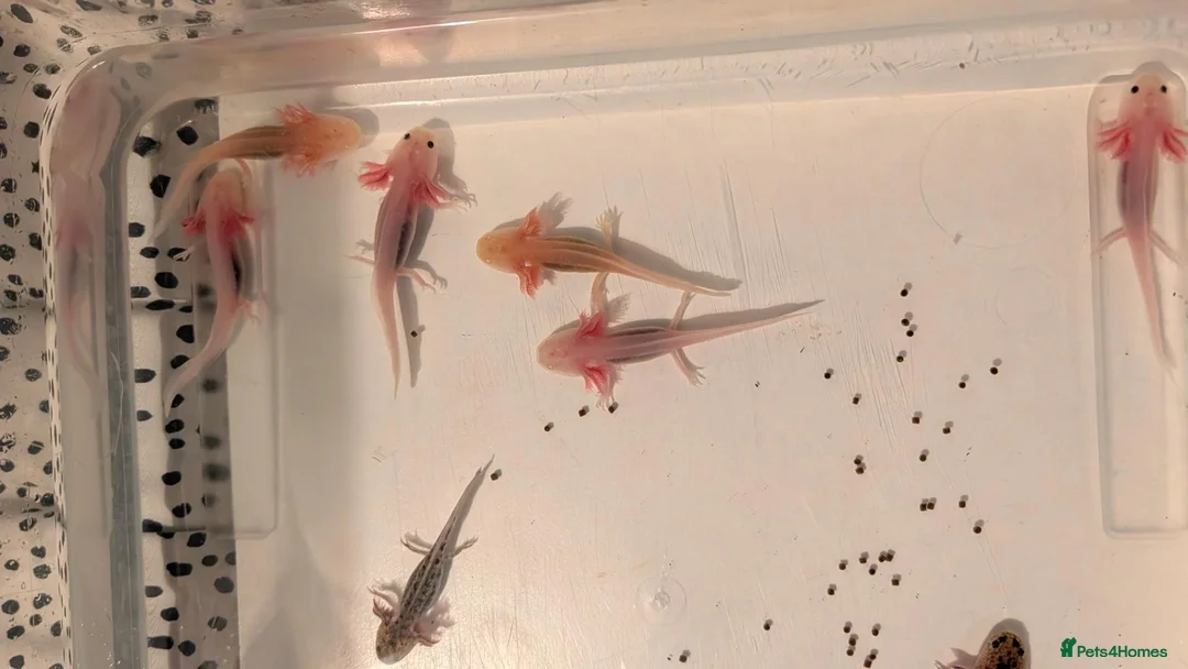 Axolotl reptiles for sale: Mixed Axolotl Babies in Welshpool - Advert 4