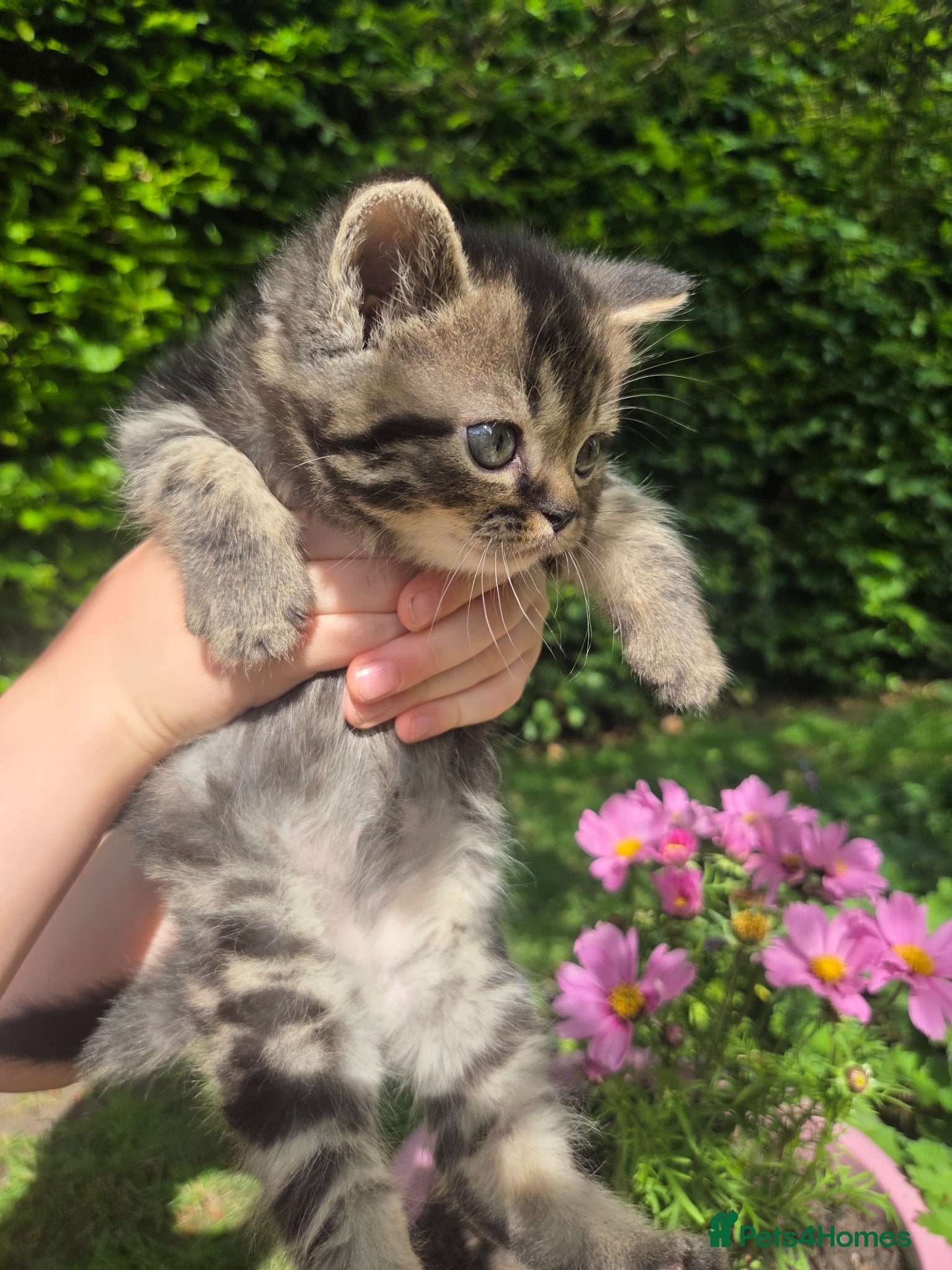 Persian cats for sale: Persian Cross tabby kittens for sale  in Warminster - Advert 23