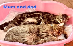 Bengal cats for sale: Gorgeous Bengal kittens ready on go 26th September - Image 5