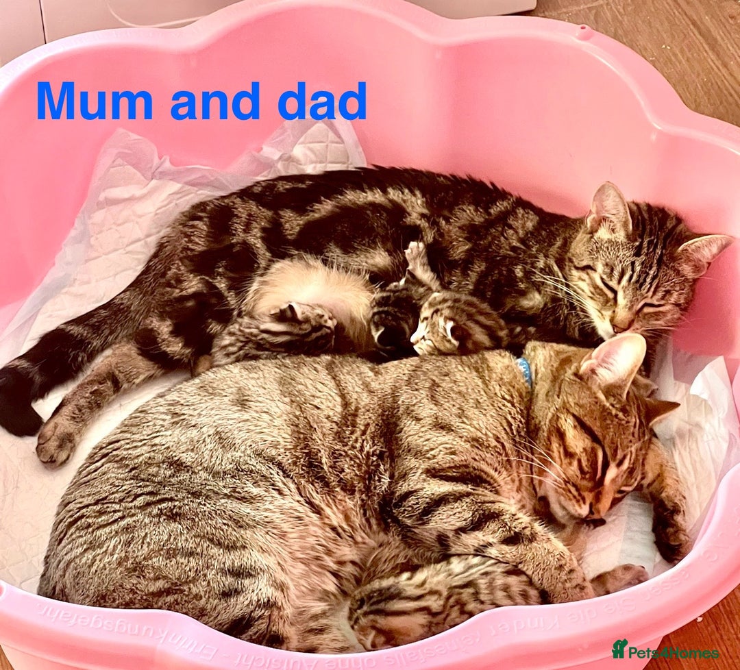 Bengal cats for sale: Gorgeous Bengal kittens ready on go 26th September - Image 5