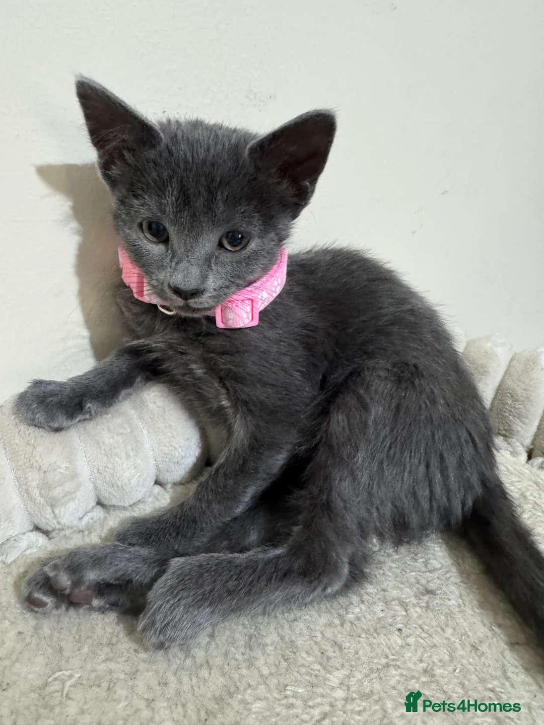 Russian Blue cats for sale: Russian Blue kittens - Advert 2
