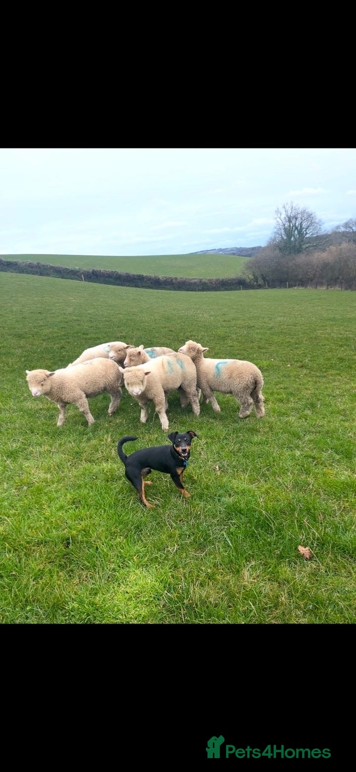 Jack Russell dogs Purebred smooth coat short leg jack russell pups  - Advert 2