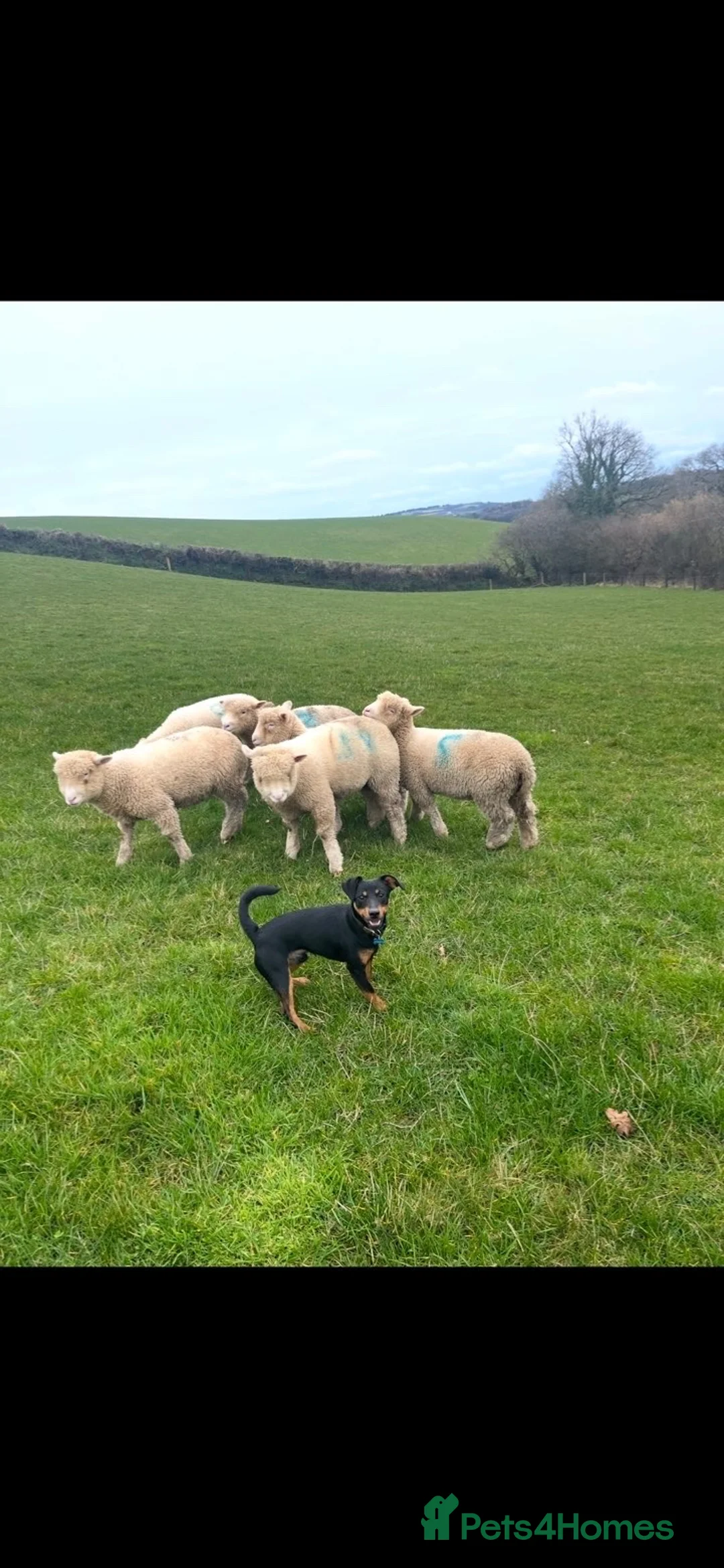 Jack Russell dogs for sale: Purebred smooth coat short leg jack russell pups  in Liskeard - Advert 2
