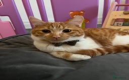 Mixed Breed cats for sale: Playful ginger cat looking for loving home - Image 1