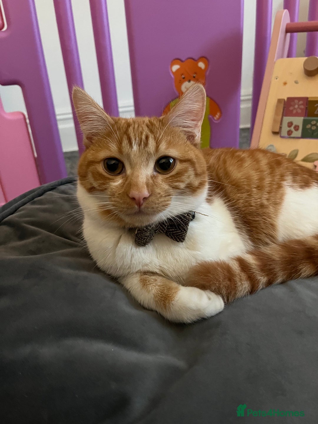 Mixed Breed cats for sale: Playful ginger cat looking for loving home - Image 1
