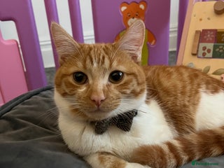 Mixed Breed cats Playful ginger cat looking for loving home - Advert 3