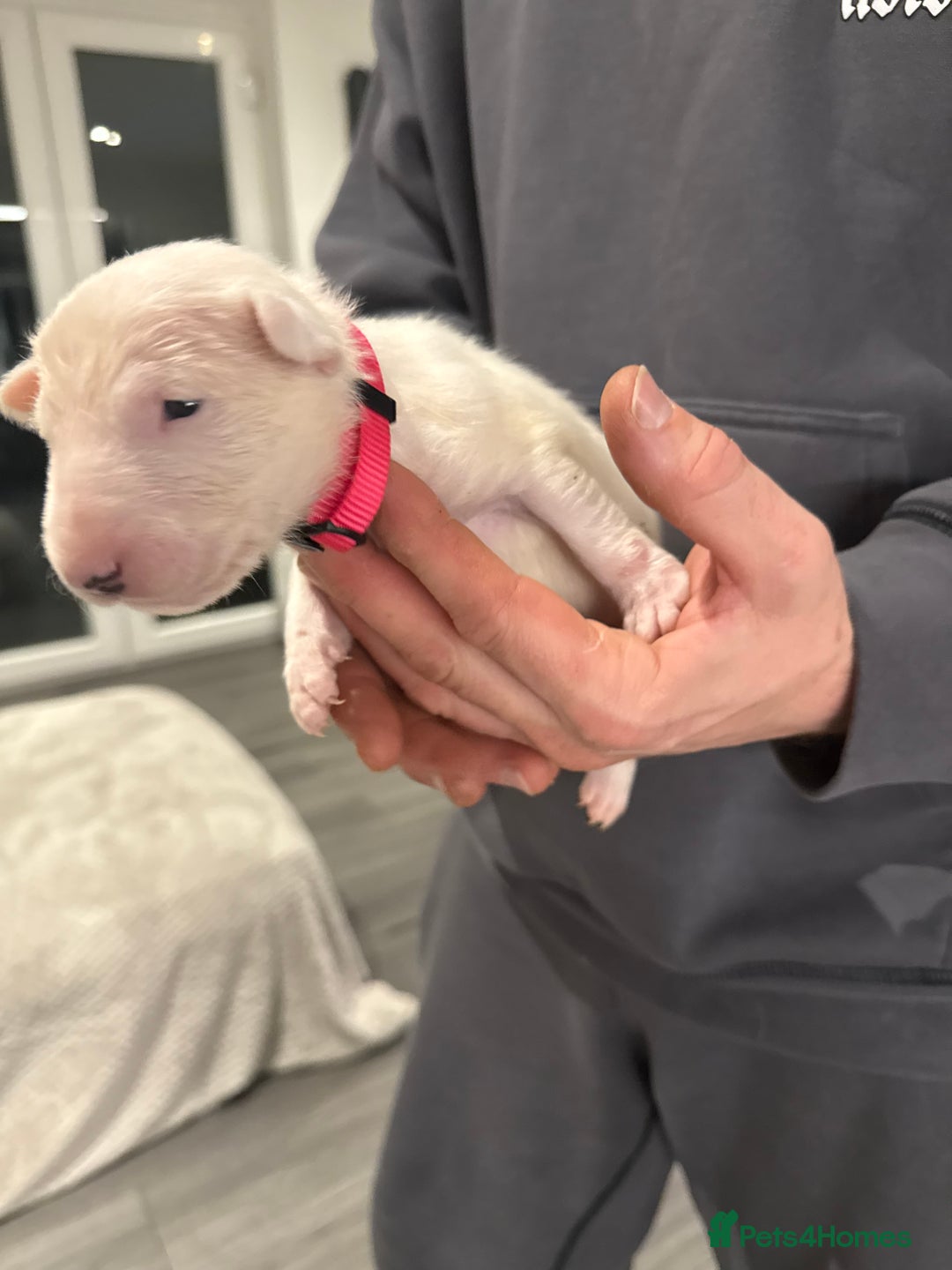 English Bull Terrier dogs for sale: English bull terrier puppy’s 4 weeks old  - Advert 8