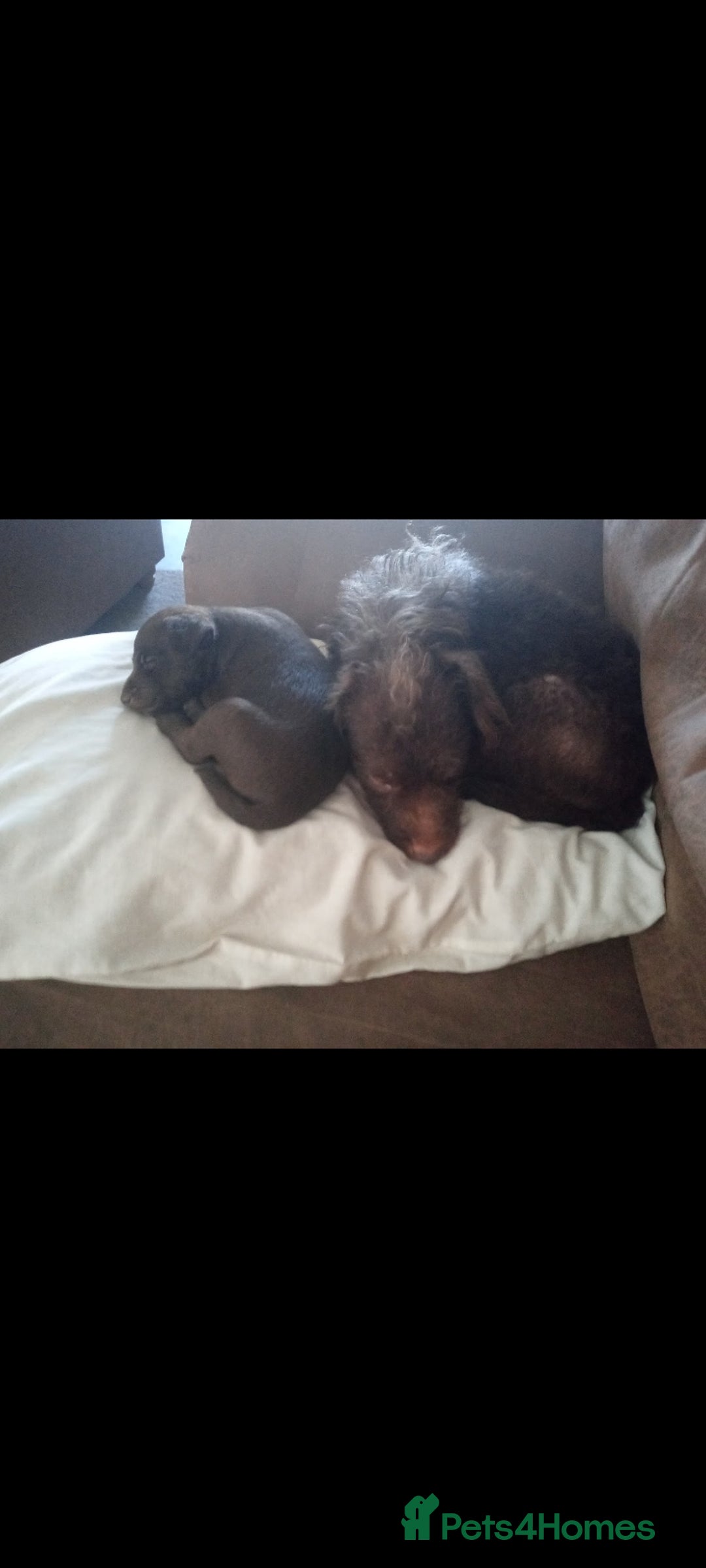 Patterdale Terrier dogs for sale: 15 week old Female Patterdale terriers puppies - Advert 4