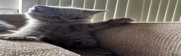 British Shorthair cats for sale: BSH kittens for sale.  in Bradford - Advert 5