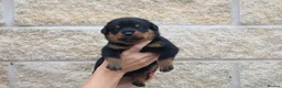 Rottweiler dogs for sale: Rottweiler Puppies  - Advert 2