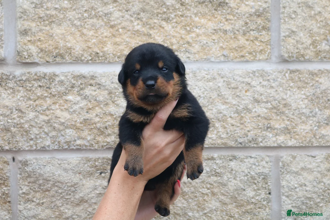 Rottweiler dogs for sale: Rottweiler Puppies  - Advert 2