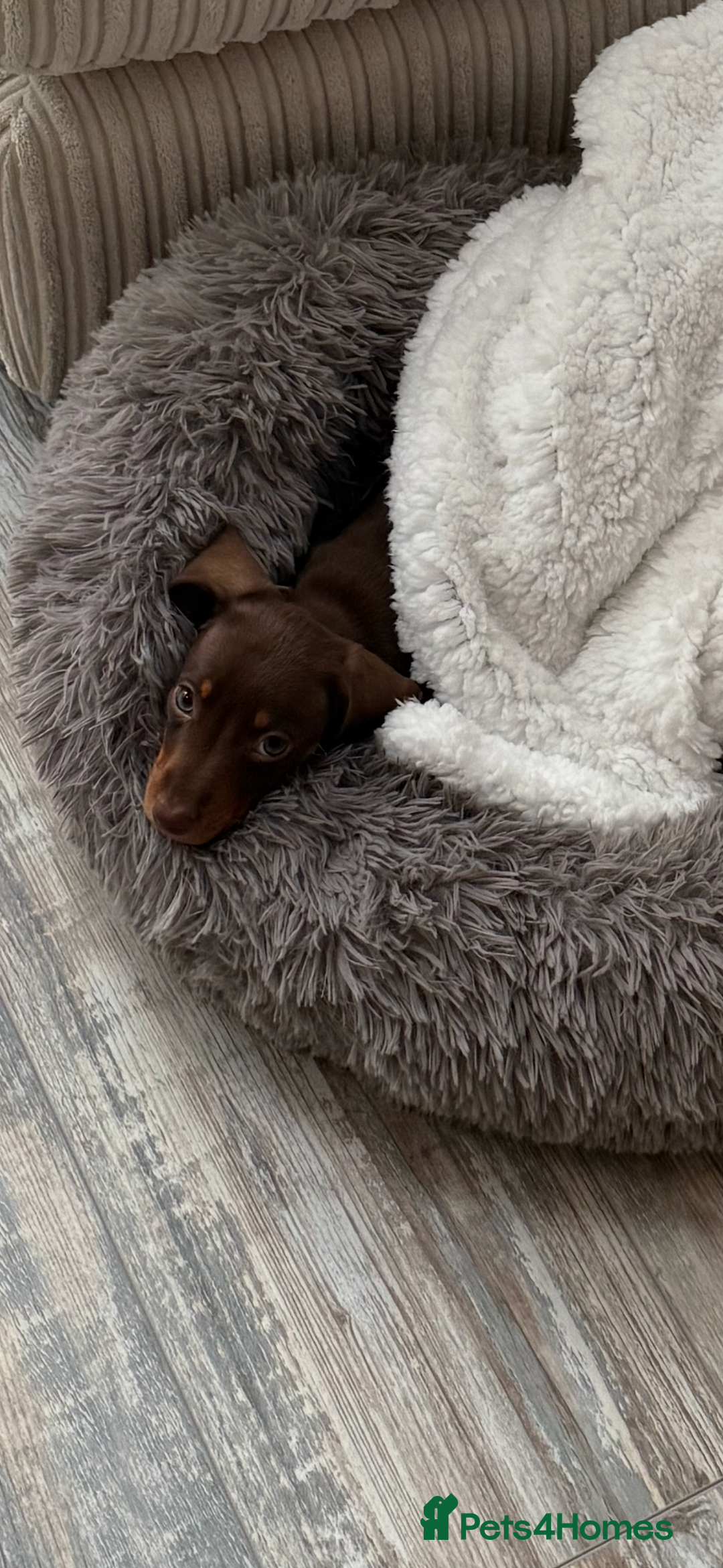 Miniature Dachshund dogs for sale: Chocolate miniature dachshund  - Image 3