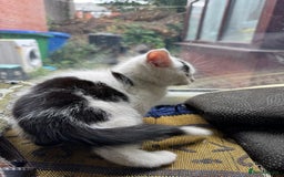 Maine Coon cats for sale: Maine coon x British shorthair  - Image 6