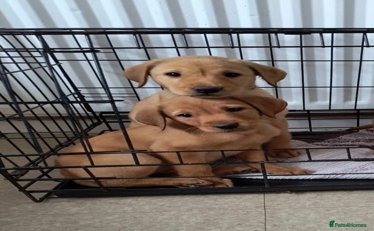Labrador Retriever dogs - Advert 1