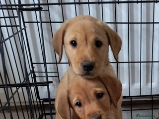 Labrador Retriever dogs - Advert 8