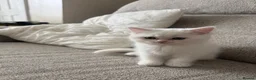 Scottish Fold cats for sale: 3 beautiful scottish straight kittens 🐱  - Advert 9