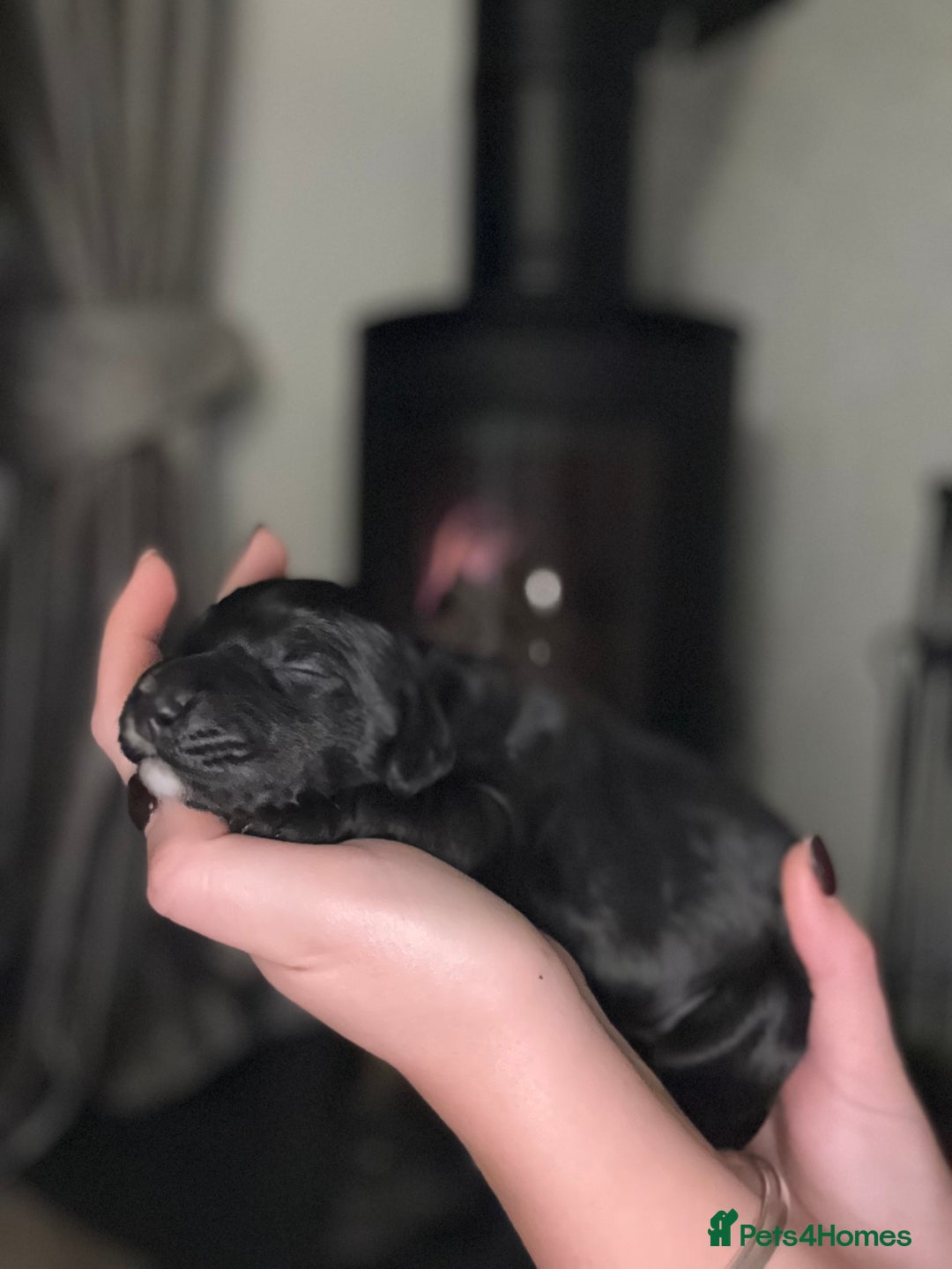 Cocker Spaniel dogs for sale: 7 cocker spaniel puppies for sale  - Advert 19