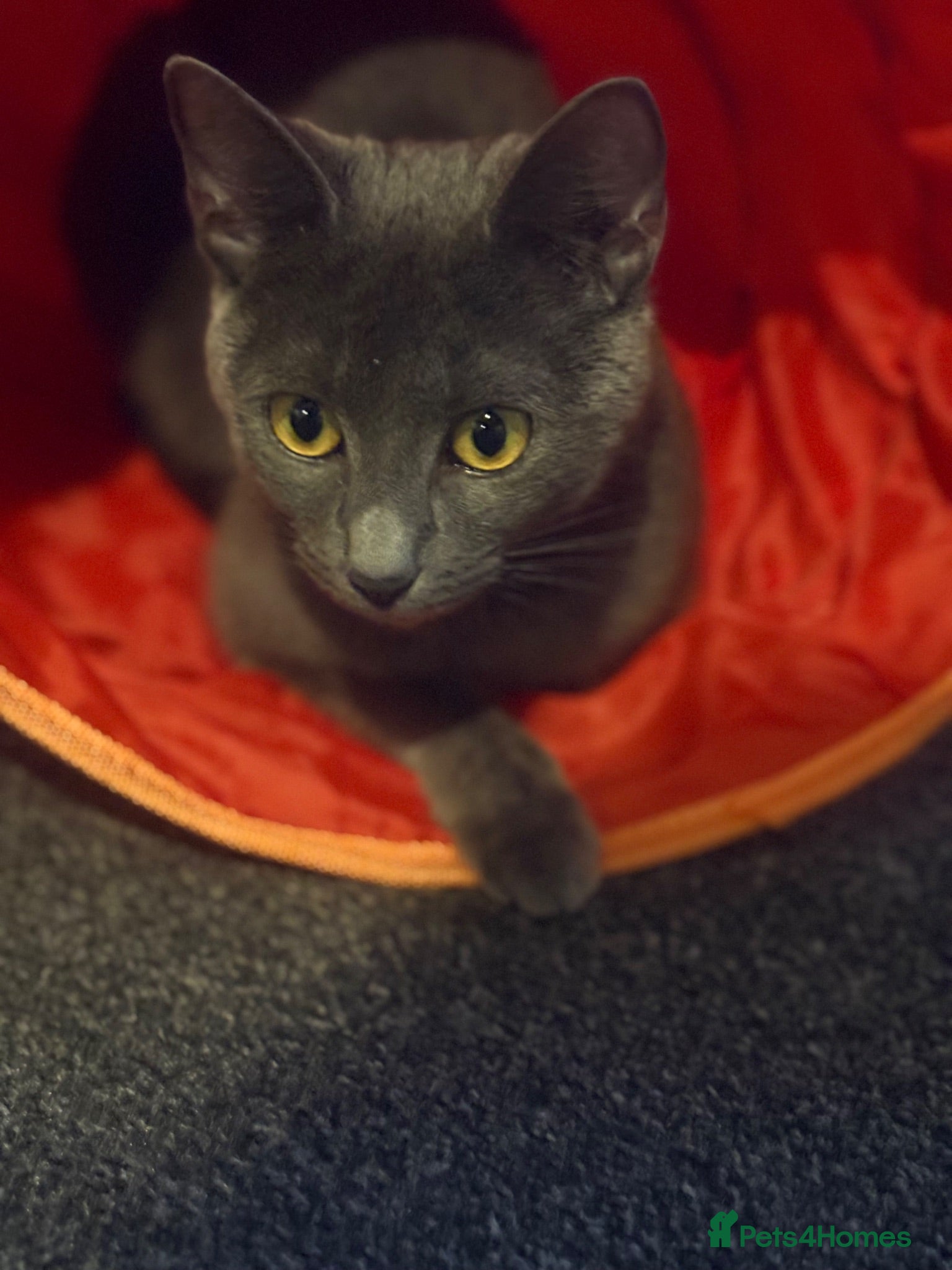 Russian Blue cats Looking for an forever home  - Advert 9