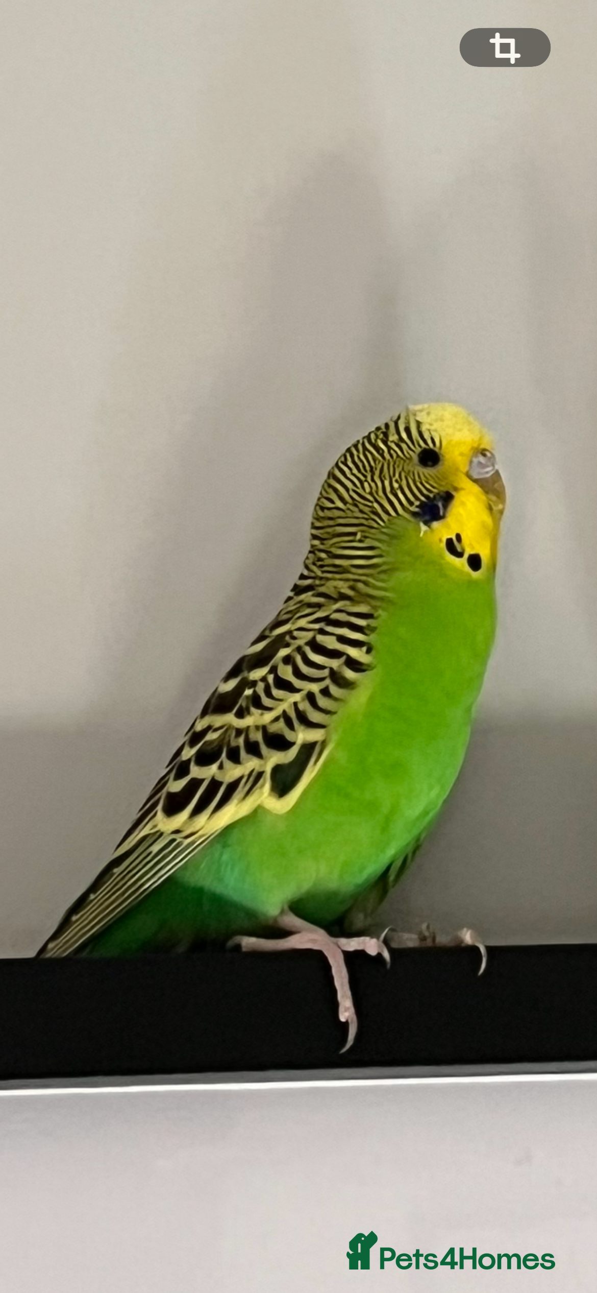 Budgerigars birds 2 male budgies  - Advert 2