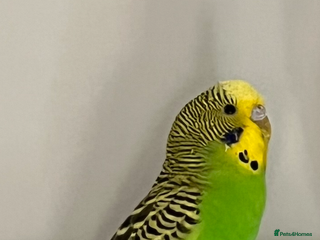 Budgerigars birds 2 male budgies - Advert 1