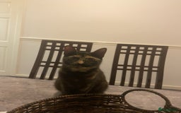 American Shorthair cats for sale: Cats and kitten for sale - Image 7