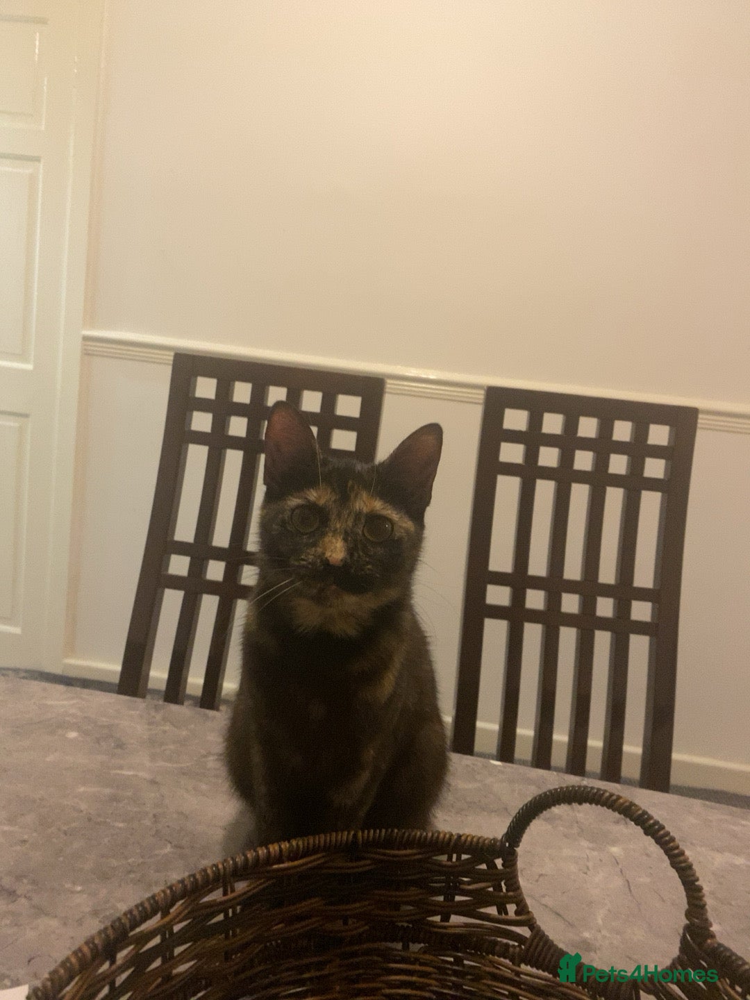 American Shorthair cats for sale: Cats and kitten for sale - Image 7