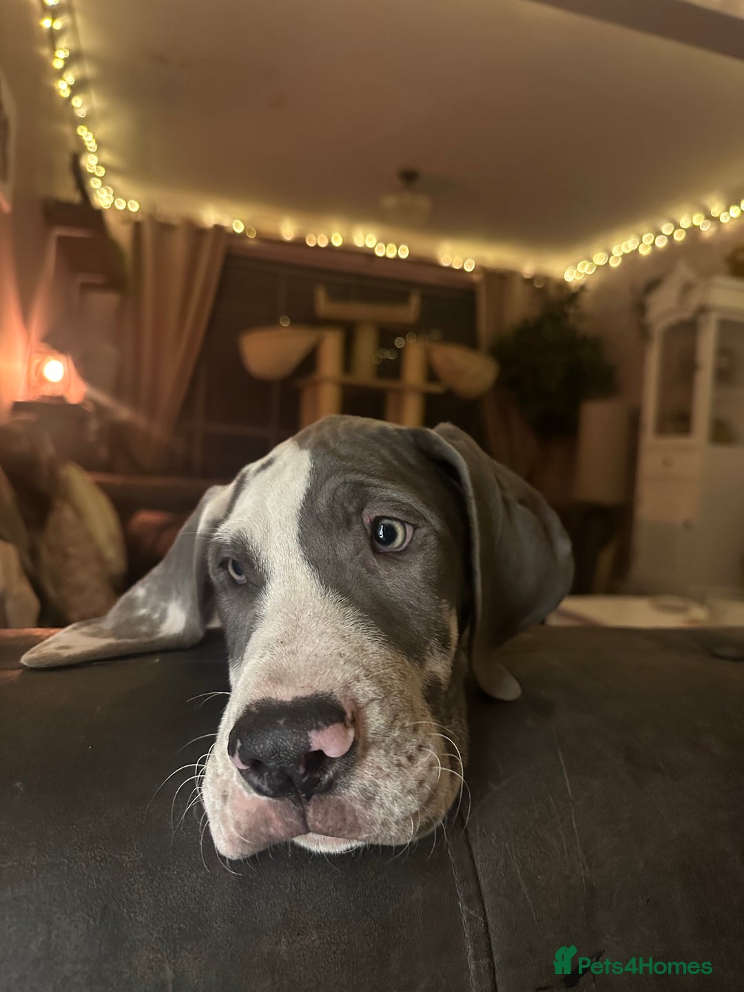 Great Dane dogs for sale: Reduced***** KC registered blue Great Dane puppies - Advert 12