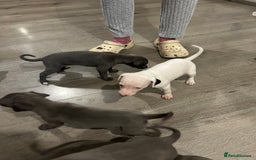 Whippet dogs for sale: Whippet pups - Image 9