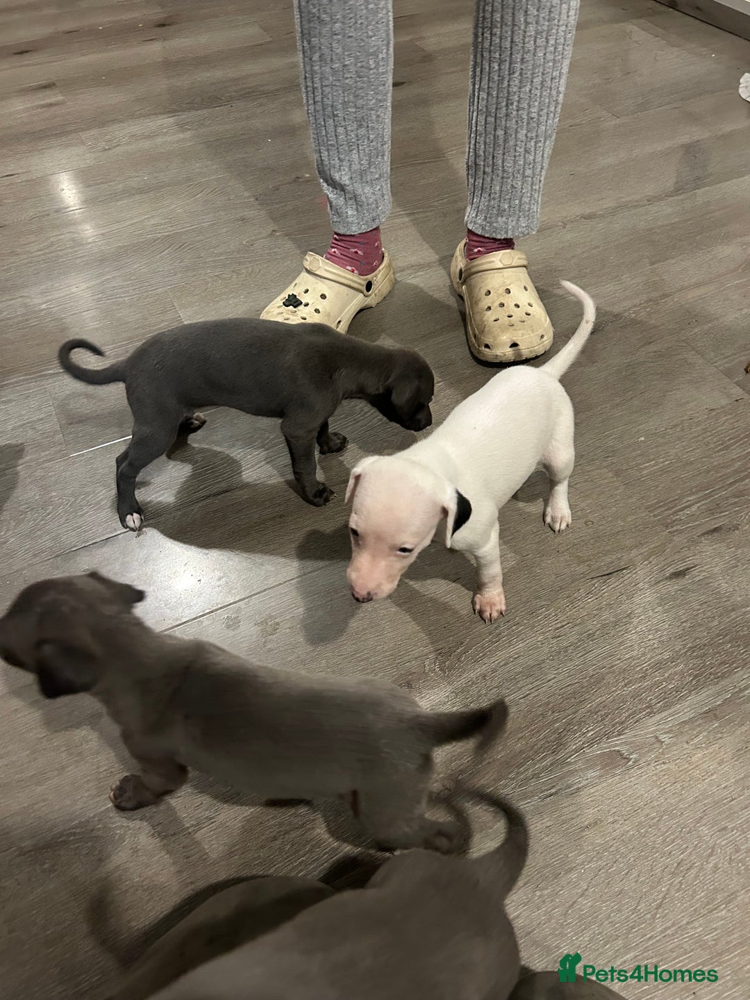 Whippet dogs for sale: Whippet pups - Image 9