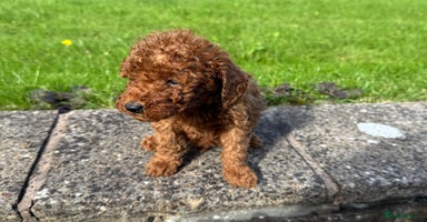Miniature Poodle dogs - Advert 9