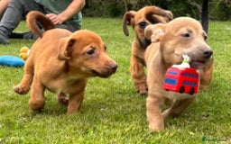 Jack Russell dogs for sale: rare coloured jack russel terriers - Image 3