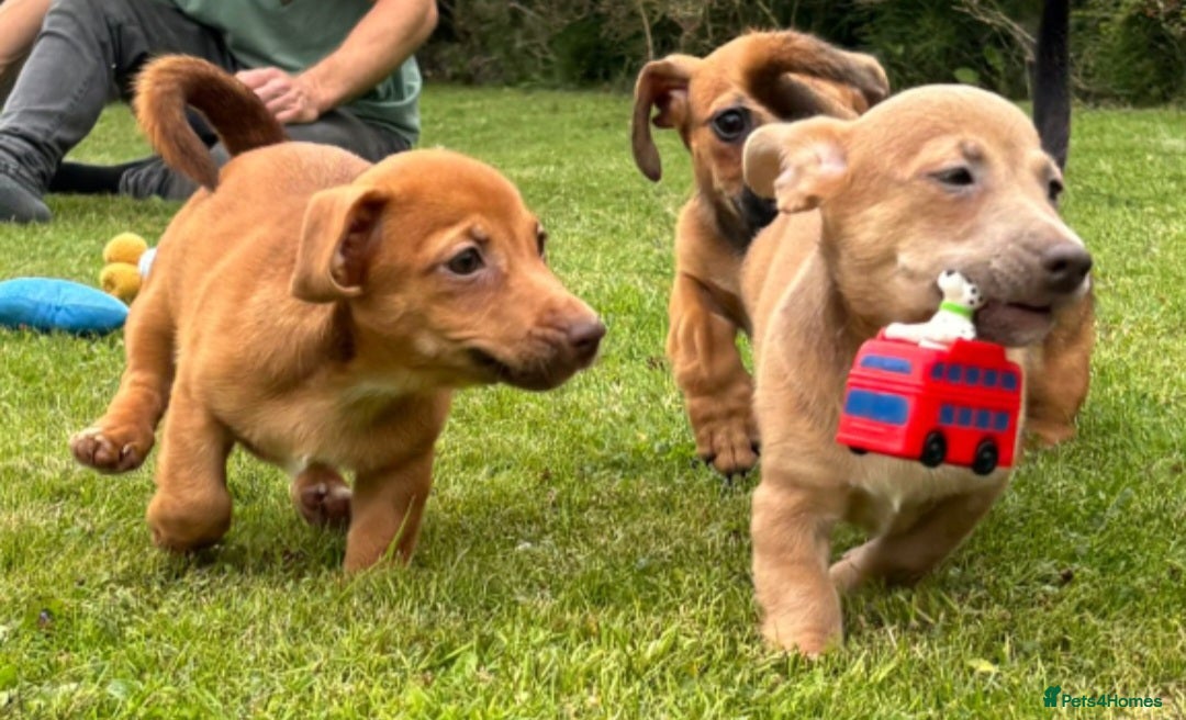 Jack Russell dogs for sale: rare coloured jack russel terriers - Image 3