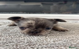 French Bulldog dogs for sale: French Bulldog puppies -fluffy & fluffy carriers✨ - Image 7