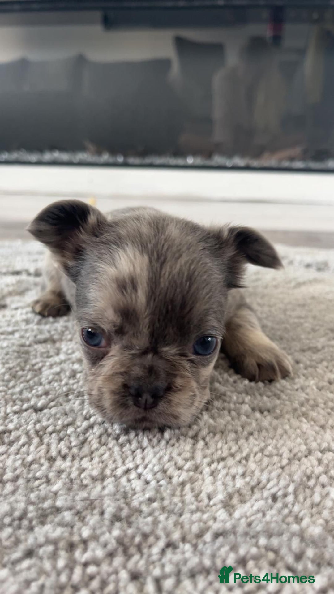 French Bulldog dogs for sale: French Bulldog puppies -fluffy & fluffy carriers✨ - Image 7
