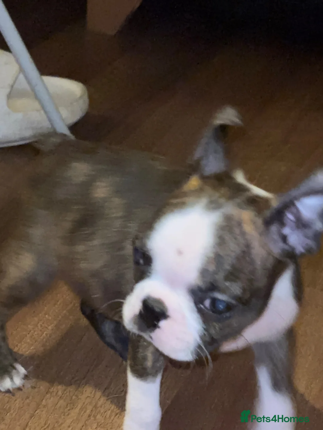 Boston Terrier dogs for sale: Stunning quality Boston terrier pups  - Advert 2