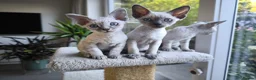 Devon Rex cats for sale: Devon Rex kittens pointed💙blue eyes💙 - Advert 7