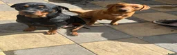 Mixed Breed dogs for sale: Beautiful Rottador Puppies - Advert 16
