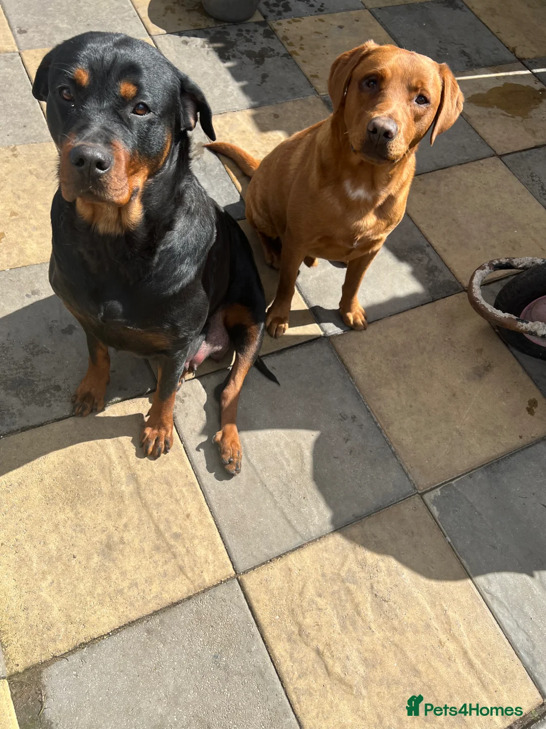 Mixed Breed dogs for sale: Beautiful Rottador Puppies - Advert 16