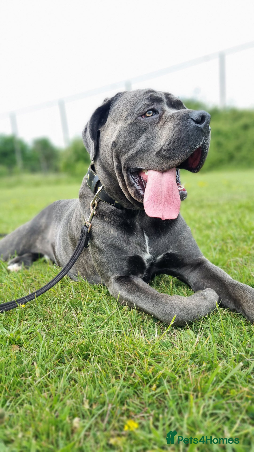 Cane Corso dogs for stud: 60kg Cane-corso stud - Image 4