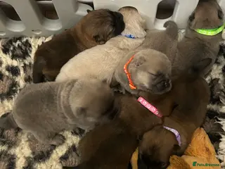 Chow Chow dogs 7 Stunning Chow Chow Puppies - Advert 14