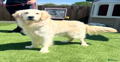 Golden Retriever dogs - Advert 3