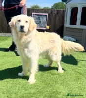 Golden Retriever dogs - Advert 3